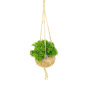 Rhipsalis Hatoira